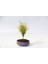 Bonsai Saksısı 5 Adet - El Yapımı Beton Gri Antrasit 4