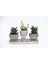 Trio Helen Gri Sukulent Seti - Haworthia Limifolia, Echeveria 4