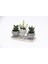 Trio Helen Gri Sukulent Seti - Haworthia Limifolia, Echeveria 5