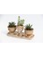 Trio Helen Orange Sukulent Seti - Haworthia Pumila, Crassula 1