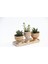 Trio Helen Orange Sukulent Seti - Haworthia Pumila, Crassula 2