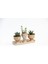 Trio Helen Orange Sukulent Seti - Haworthia Pumila, Crassula 3