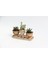 Trio Helen Orange Sukulent Seti - Haworthia Pumila, Crassula 5