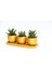 Trio Orange Hediyelik Sukulent Seti - 3'lü Haworthia 1