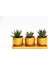 Trio Orange Hediyelik Sukulent Seti - 3'lü Haworthia 2