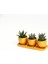 Trio Orange Hediyelik Sukulent Seti - 3'lü Haworthia 4