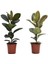 Kauçuk – Ficus Elastica& Ficus Elastica Tineke 2'li Set 1