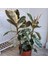 Kauçuk – Ficus Elastica& Ficus Elastica Tineke 2'li Set 3