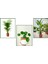 Starliçe & Areka & Pilea 1