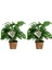 Delikli Devetabanı (Monstera Adansonii Monkey) Saksılı 2 Adet 1