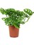 Delikli Devetabanı (Monstera Adansonii Monkey) Saksılı 2 Adet 2