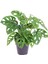 Delikli Devetabanı (Monstera Adansonii Monkey) Saksılı 2 Adet 3