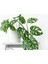 Delikli Devetabanı (Monstera Adansonii Monkey) Saksılı 2 Adet 4