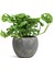 Delikli Devetabanı (Monstera Adansonii Monkey) Saksılı 2 Adet 5