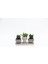 Trio Helen Gri Sukulent Seti - Haworthia Limifolia, Huernia 1