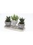 Trio Helen Gri Sukulent Seti - Haworthia Limifolia, Huernia 2