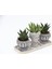 Trio Helen Gri Sukulent Seti - Haworthia Limifolia, Huernia 3