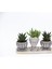 Trio Helen Gri Sukulent Seti - Haworthia Limifolia, Huernia 4