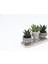 Trio Helen Gri Sukulent Seti - Haworthia Limifolia, Huernia 5