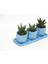 Trio Mavi Adler Sukulent Seti - 3 Çeşit Haworthia 5
