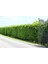 Limoni Servi (Cupressus Macrocarpa Goldcrest) 1