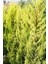 Limoni Servi (Cupressus Macrocarpa Goldcrest) 2