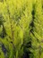 Limoni Servi (Cupressus Macrocarpa Goldcrest) 3