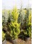 Limoni Servi (Cupressus Macrocarpa Goldcrest) 5