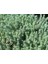 Sedum Reflexum Dam Koruğu – Yer Örtücü-Yayılıcı Bitki 135 Adet 2