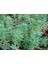 Sedum Reflexum Dam Koruğu – Yer Örtücü-Yayılıcı Bitki 135 Adet 3