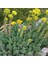 Sedum Reflexum Dam Koruğu – Yer Örtücü-Yayılıcı Bitki 135 Adet 4