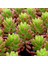 Sedum Rubrotinctum – Jelibon Sukulent 90 Adet 1