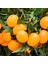 Satsuma Mandalina Fidanı 2 Adet 3 Yaş Tüplü ve Aşılı 1