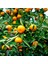 Satsuma Mandalina Fidanı 2 Adet 3 Yaş Tüplü ve Aşılı 2