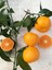 Satsuma Mandalina Fidanı 2 Adet 3 Yaş Tüplü ve Aşılı 3
