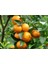Satsuma Mandalina Fidanı 2 Adet 3 Yaş Tüplü ve Aşılı 4