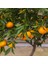 Satsuma Mandalina Fidanı 2 Adet 3 Yaş Tüplü ve Aşılı 5