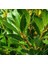 Defne Laurus Nobilis L.10 Adet 3