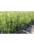 Defne Laurus Nobilis L.10 Adet 5