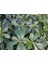 Pittosporum Çalısı 3