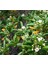 Pittosporum Çalısı 4