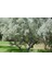 Anadolu Iğde Fidanı Elaeagnus Angustifolia 2 Adet 2