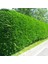 Leylandi Fidesi 'Cupressocyparis Leylandii' Aşılı Çit Bitkisi 5'l 2