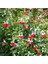 Süs Adaçayı - Salvia Microphylla 'hot Lips' 5'li Set 4