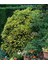 Japon Defnesi (Aucuba Japonica) 3 Adet 1
