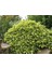 Japon Defnesi (Aucuba Japonica) 3 Adet 2