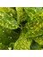 Japon Defnesi (Aucuba Japonica) 3 Adet 3