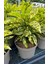 Japon Defnesi (Aucuba Japonica) 3 Adet 4