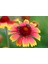 Gayret Çiçeği - Gaillardia Grandiflora 50'li Set 1