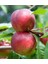 Venüs Nektarin Prunus Persica Nucipersica 3 Adet 2
